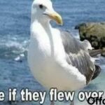 183+ Seagull Puns & Jokes That’ll Make You Caw With Laughter 😂🕊️🌊